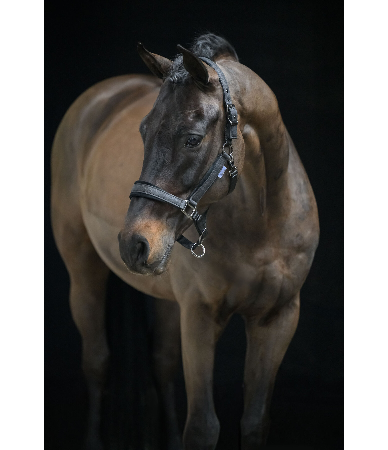 halster Velvet Twinkle
