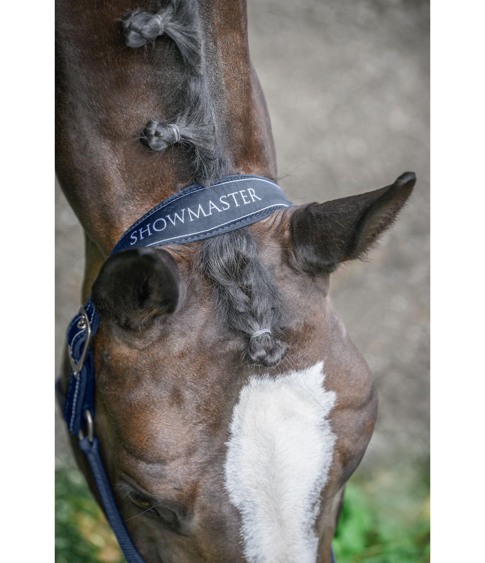 halster Cloud