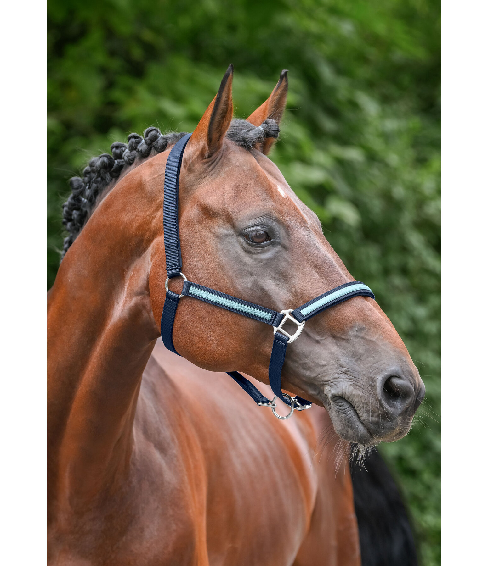 Veulen en Shetty Halster Blaire