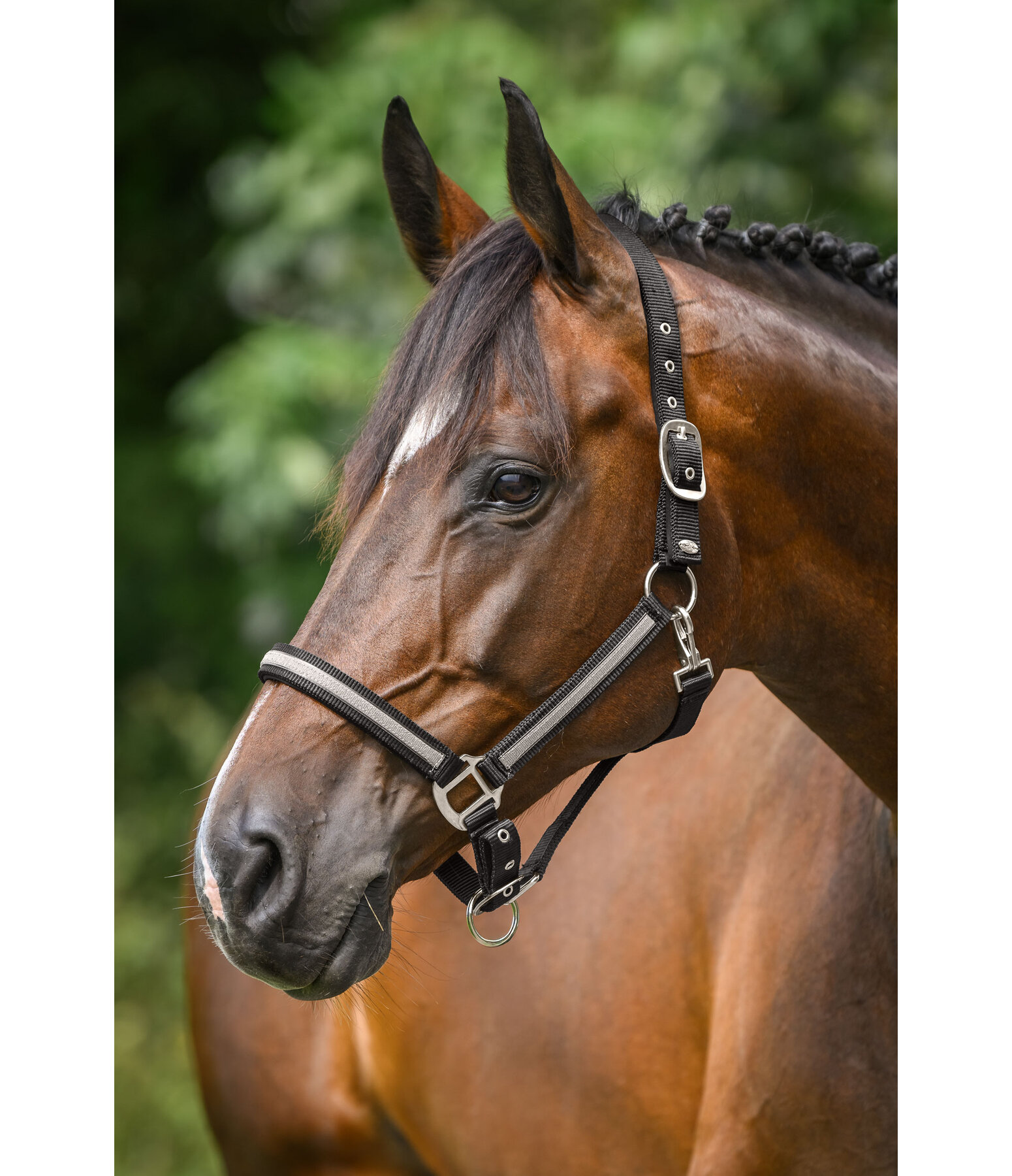 Veulen en Shetty Halster Blaire