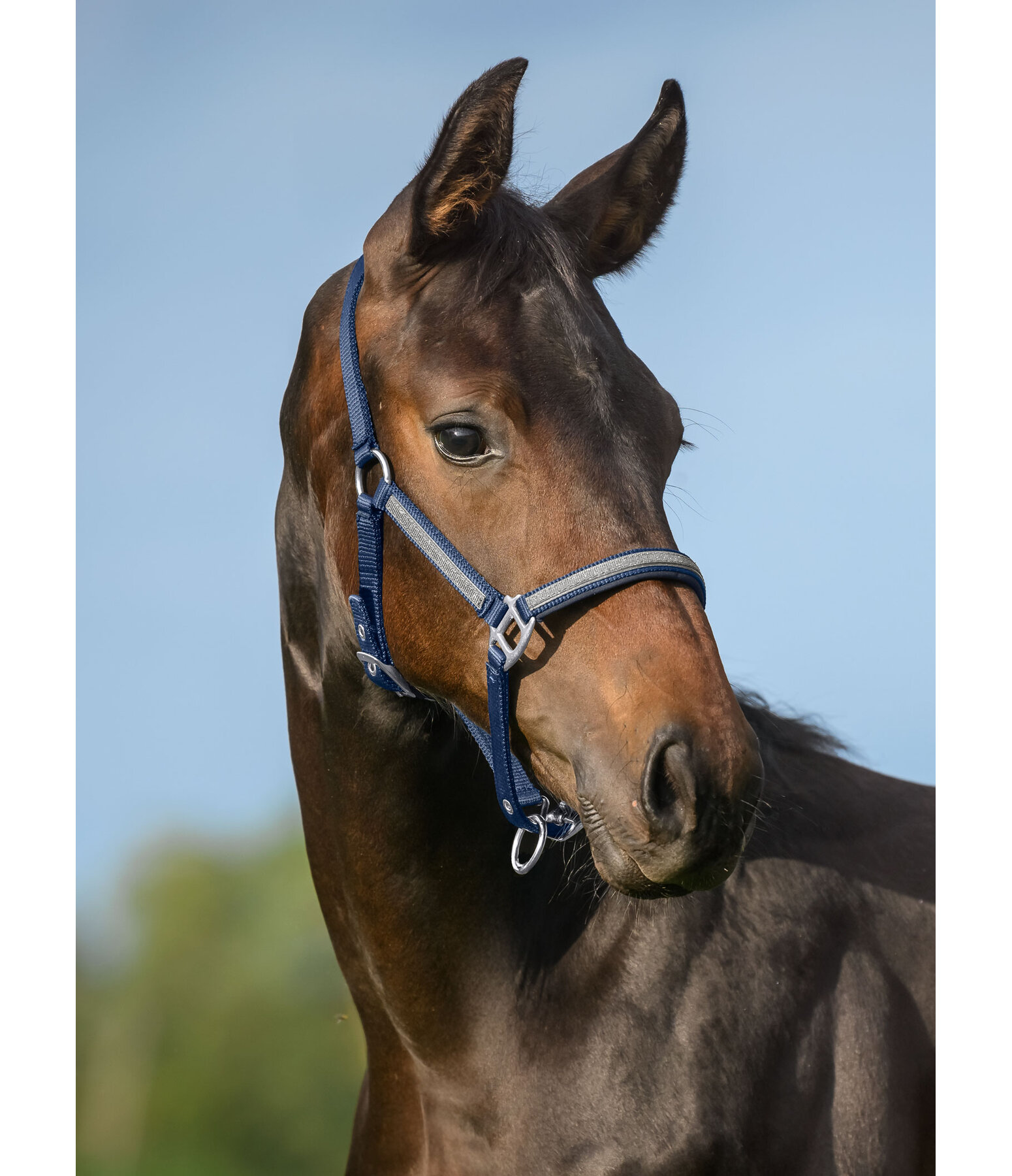 veulen en shetty halster Blaire