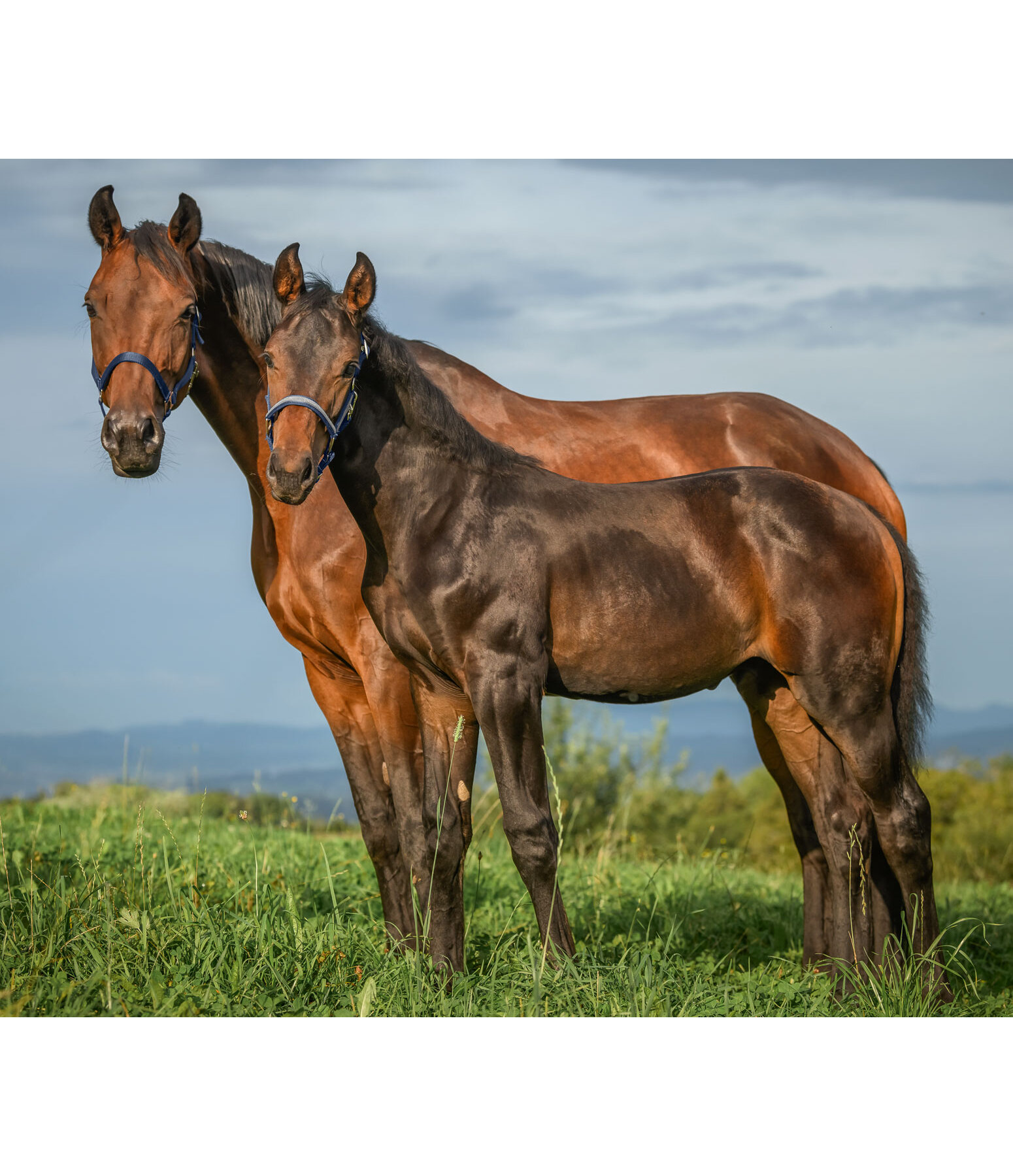 veulen en shetty halster Blaire