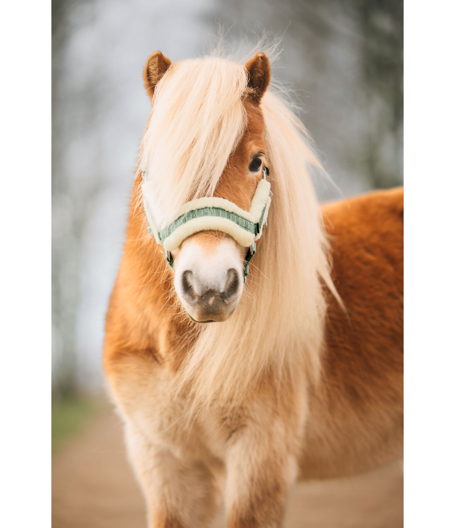 veulen en shetty halster Shine