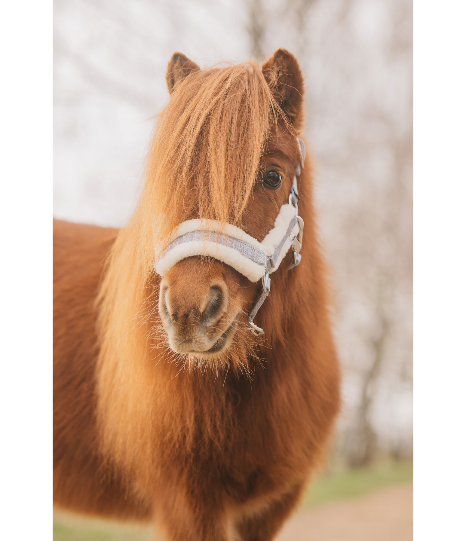 veulen en shetty halster Shine