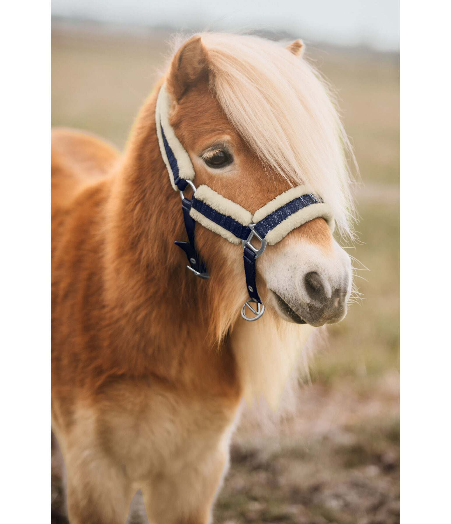 veulen en shetty halster Shine