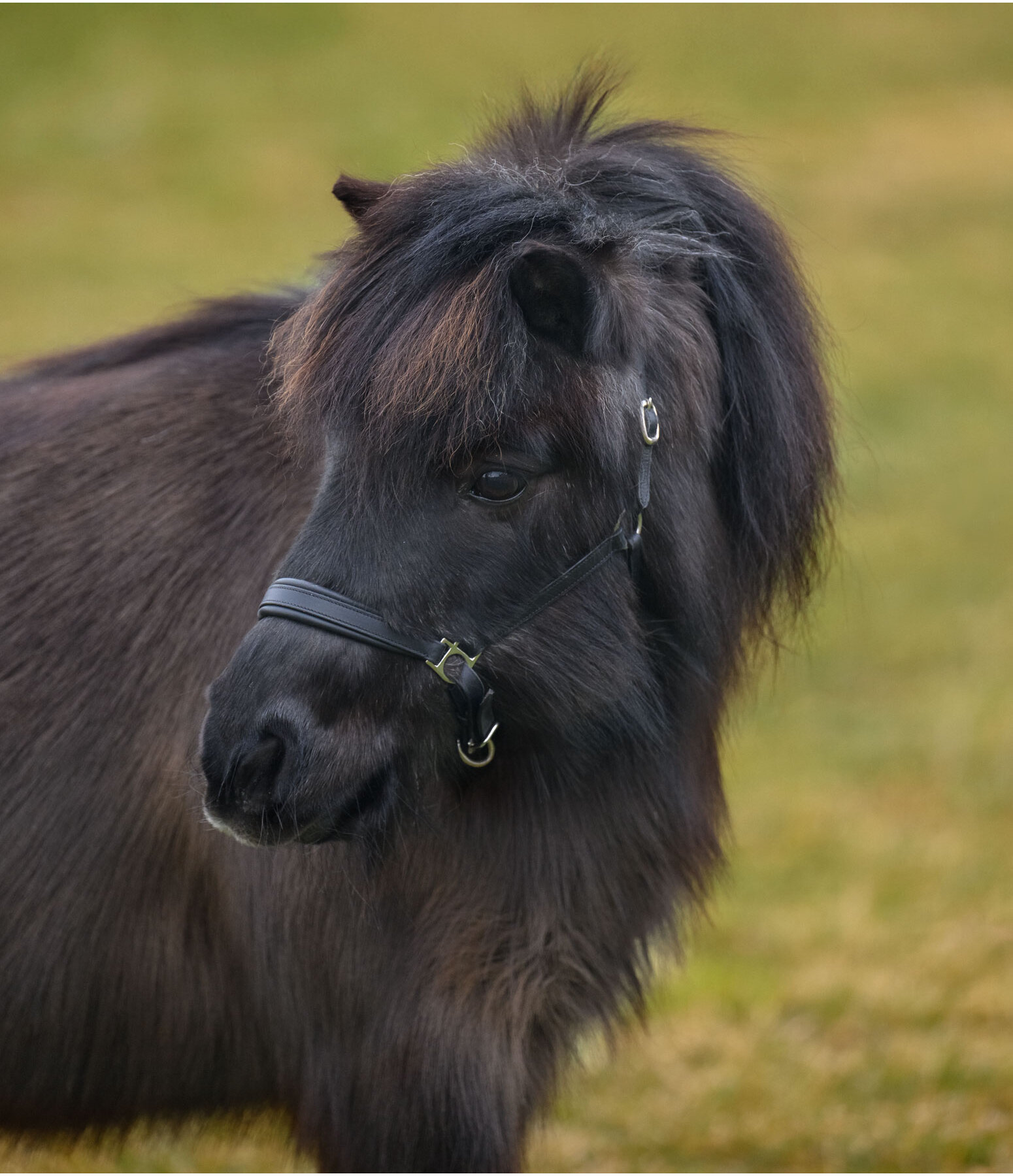 SHOWMASTER veulen en shetty lederen halster Siri