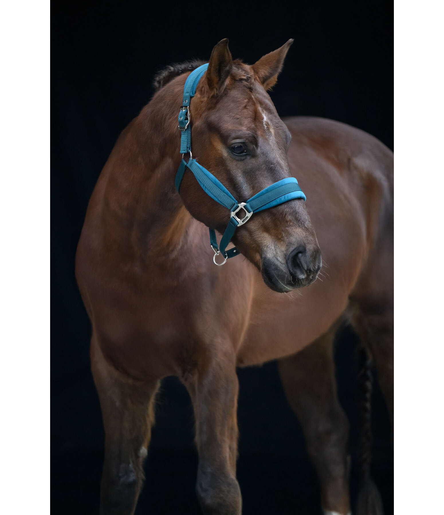 halster Soft Velvet