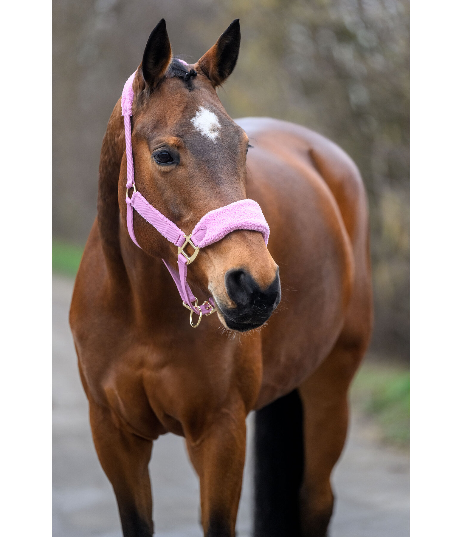 teddyfleece halster