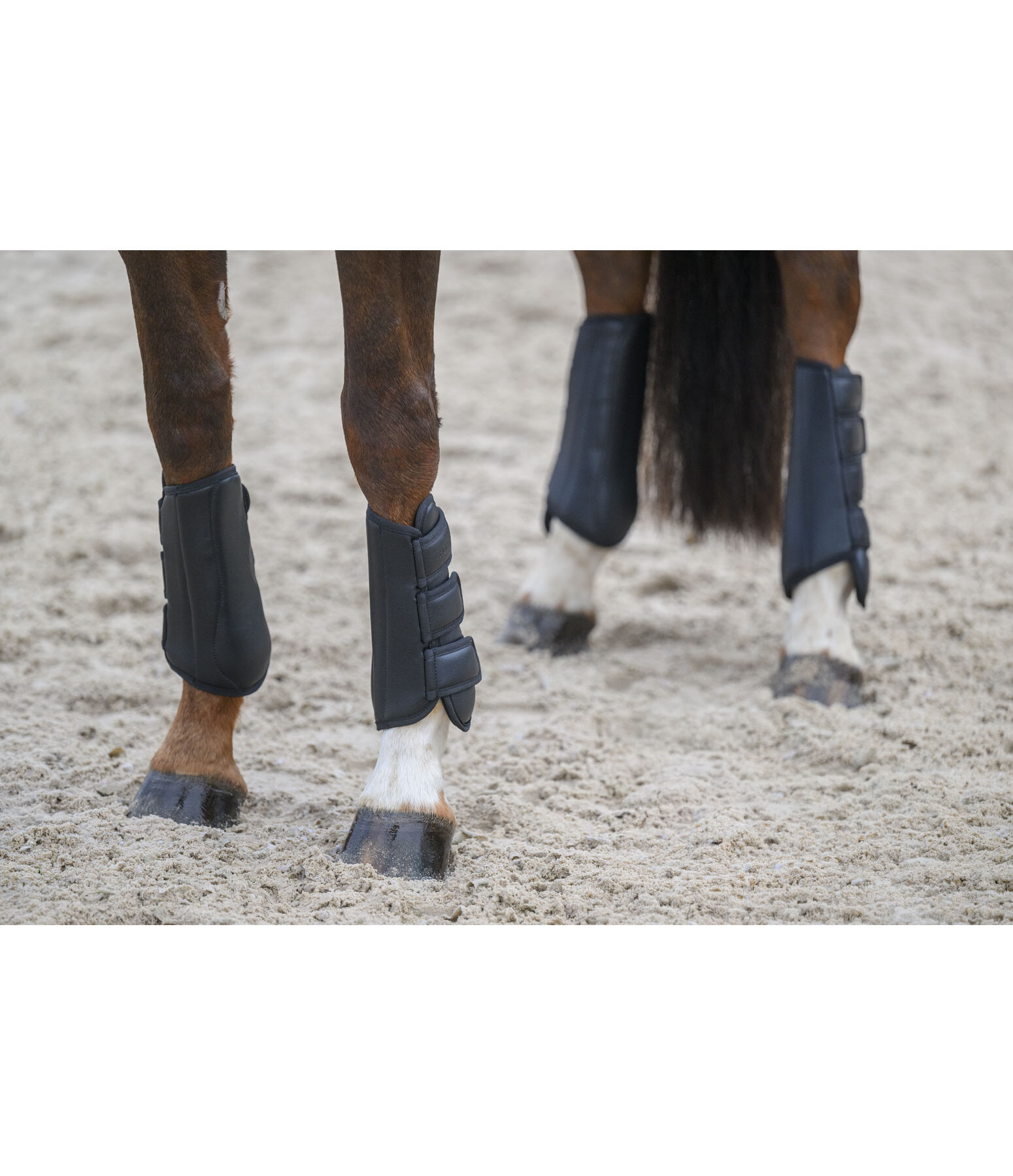 dressuur beenbeschermers All Day, voorbenen