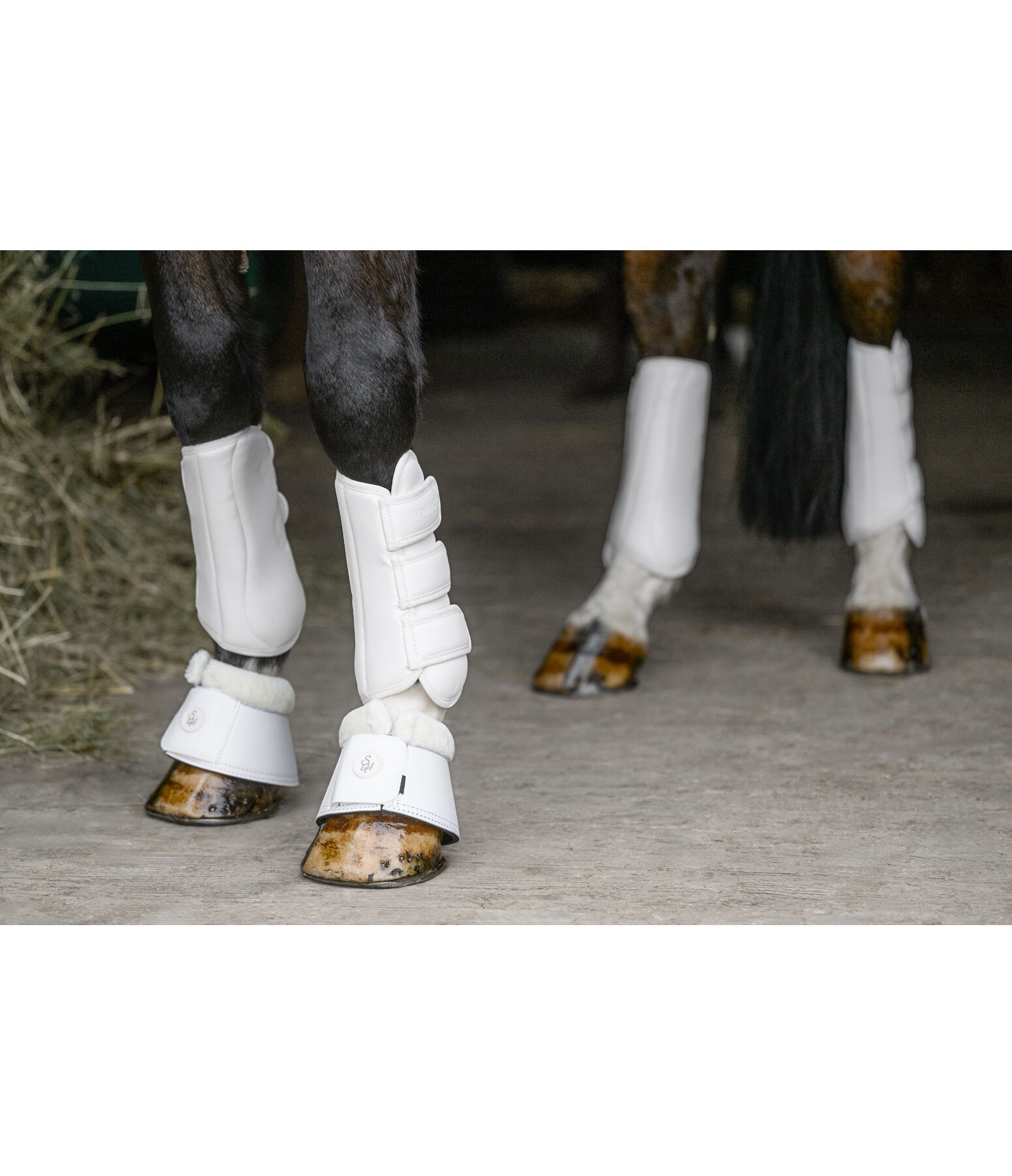 dressuur beenbeschermers All Day, voorbenen