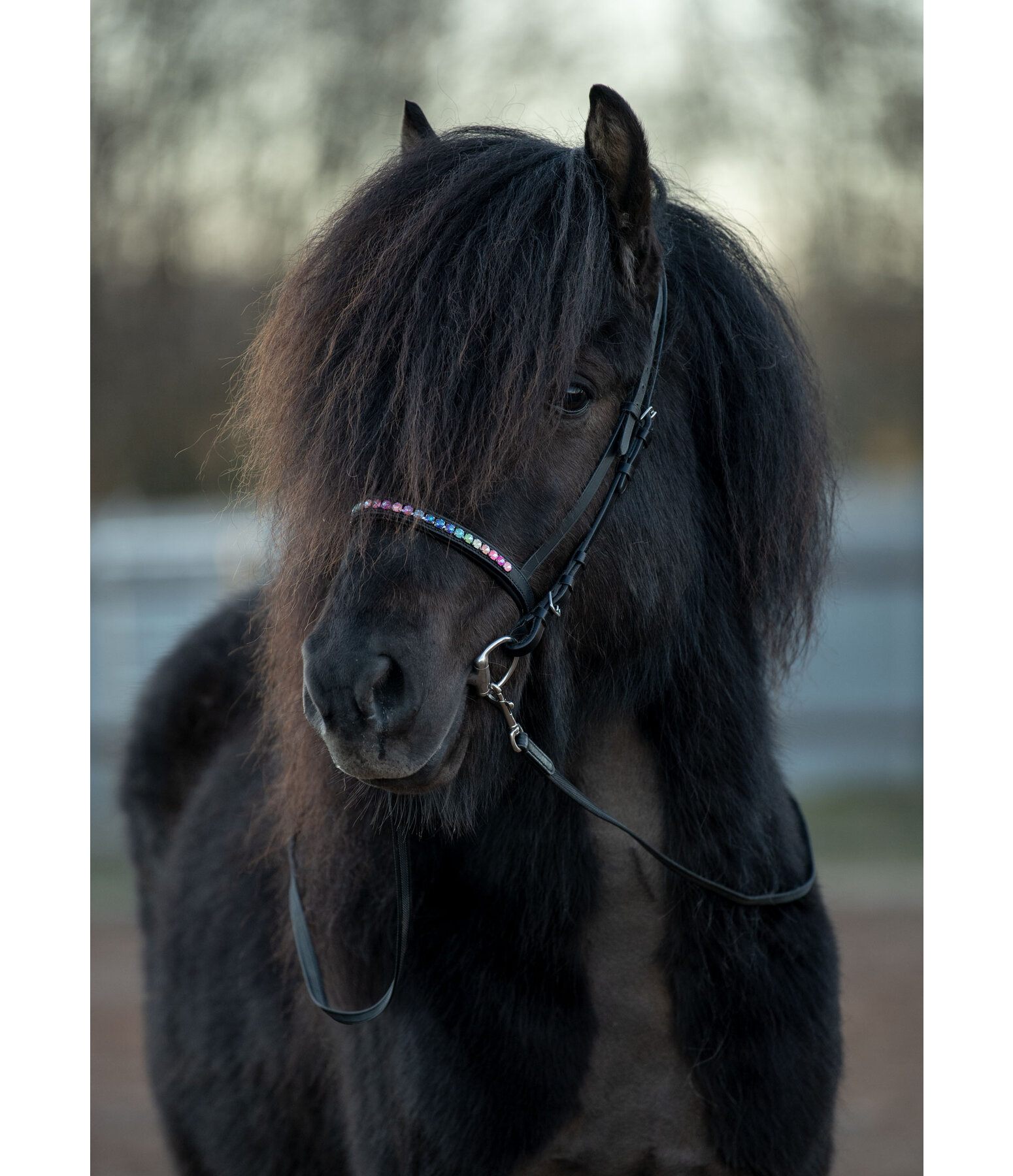 gecombineerd rijhalster Rainbow