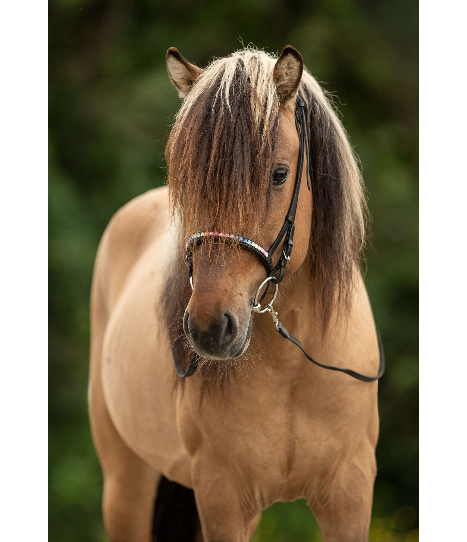 gecombineerd rijhalster Rainbow