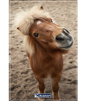 Heiligdom Onderzoek Scheur Kramer Paardensport | Ruitersportartikelen & paardenartikelen