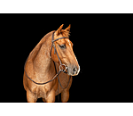 Trainingshoofdstel Harness