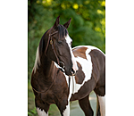 Trainingshoofdstel Harness