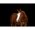 One Ear trainingshoofdstel Harness