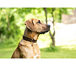 lederen halsband Livorno