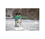 tanden reinigend hondenspeelgoed Cleo