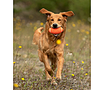 werpspeeltje Football voor honden