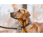 lederen honden halsband Nashville