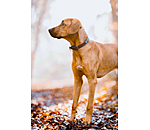 lederen honden halsband Nashville