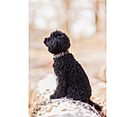 lederen honden halsband Nashville