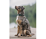 lederen honden halsband Nashville