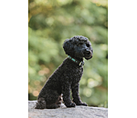 lederen honden halsband Nashville