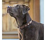 lederen honden halsband Chinook