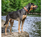 lederen honden halsband Chinook