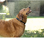 waterdichte hondenhalsband Mable