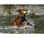 honden waterspeelgoed Marble Bone