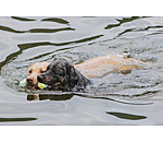 honden waterspeelgoed Marble Bone