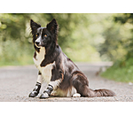 potenbeschermers Dubai voor honden