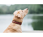 lederen hondenhalsband Good Dog