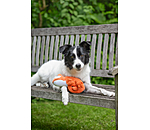 hondenspeeltje Chameleon