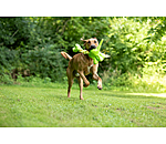 hondenspeeltje Strong Dino