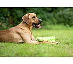 hondenspeeltje Strong Dino