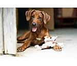 hondenspeelgoed eekhoorn