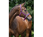 halster Swiss Design II