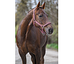 halster Twinkle