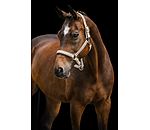 halster Signature III