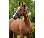 halster Signature III