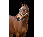 halster Glimmering