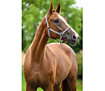 halster Supervoordelig