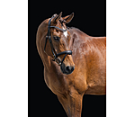 hoofdstel Alaska met afneembare kinriem