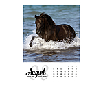 Paardenkalender 2024