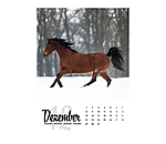 Paardenkalender 2024
