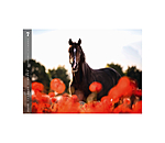 Horses Kalender 2024