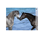 Horses Kalender 2024